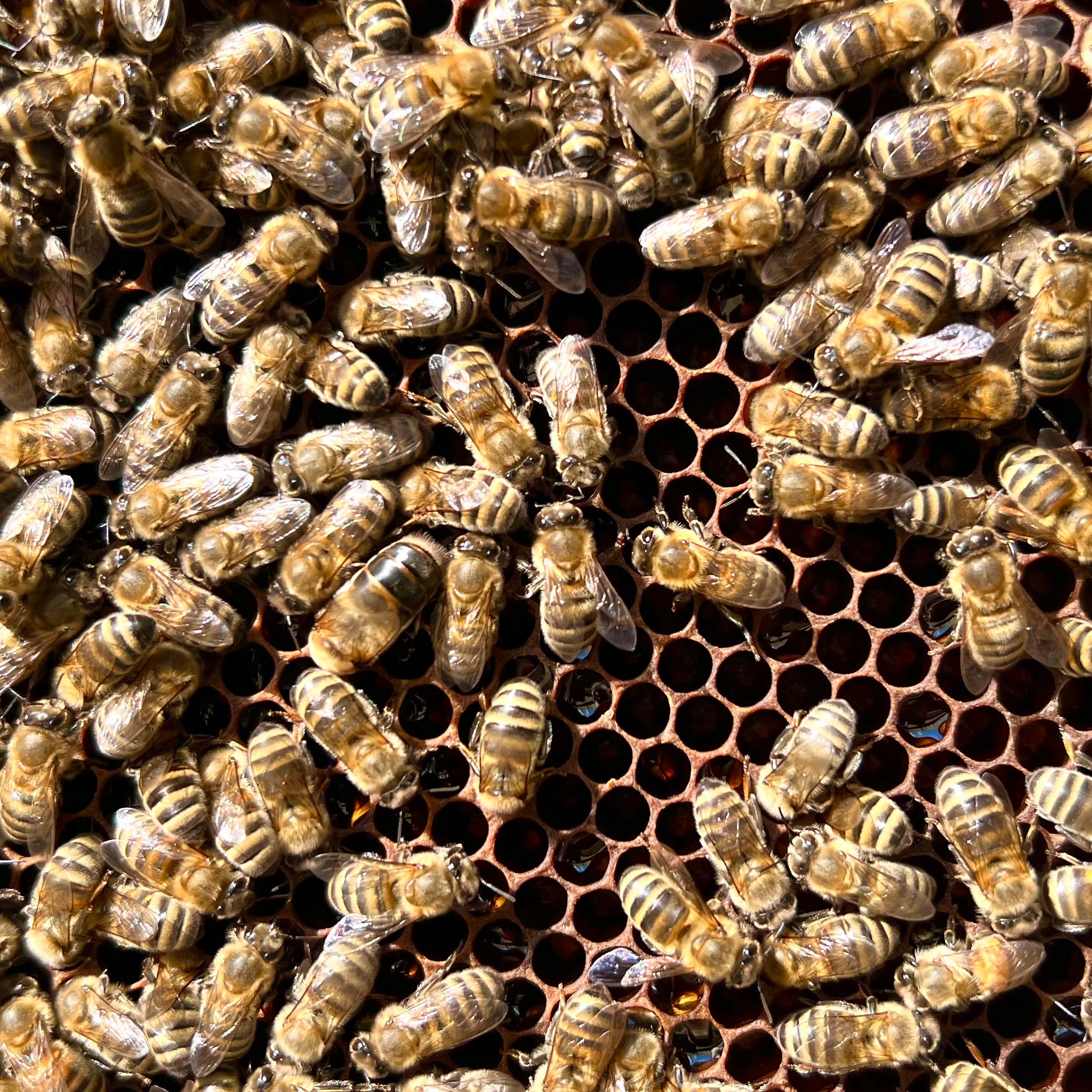 How To Support The Honey Bees – Gisou