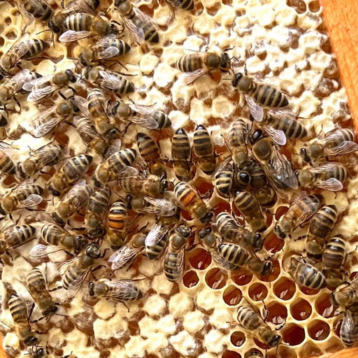 Beepeeking with Negar: How To Winterize Bees + Fall Beekeeping Checklist