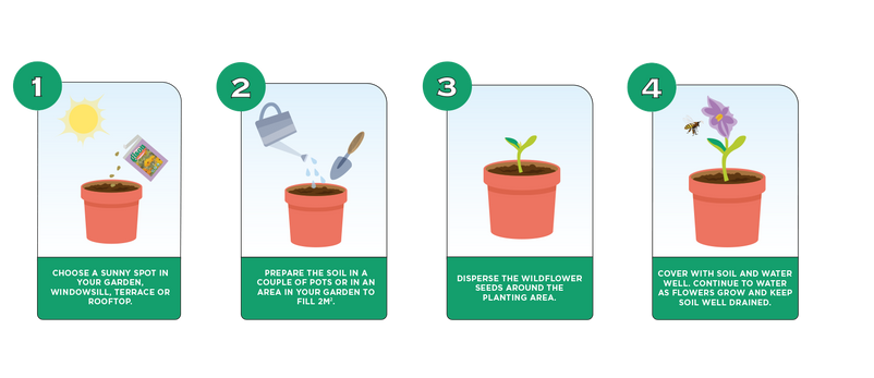 Diagram illustrating the 4 steps of how to sow seeds