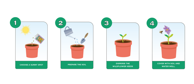 Diagram illustrating 4 steps on how to sow seeds