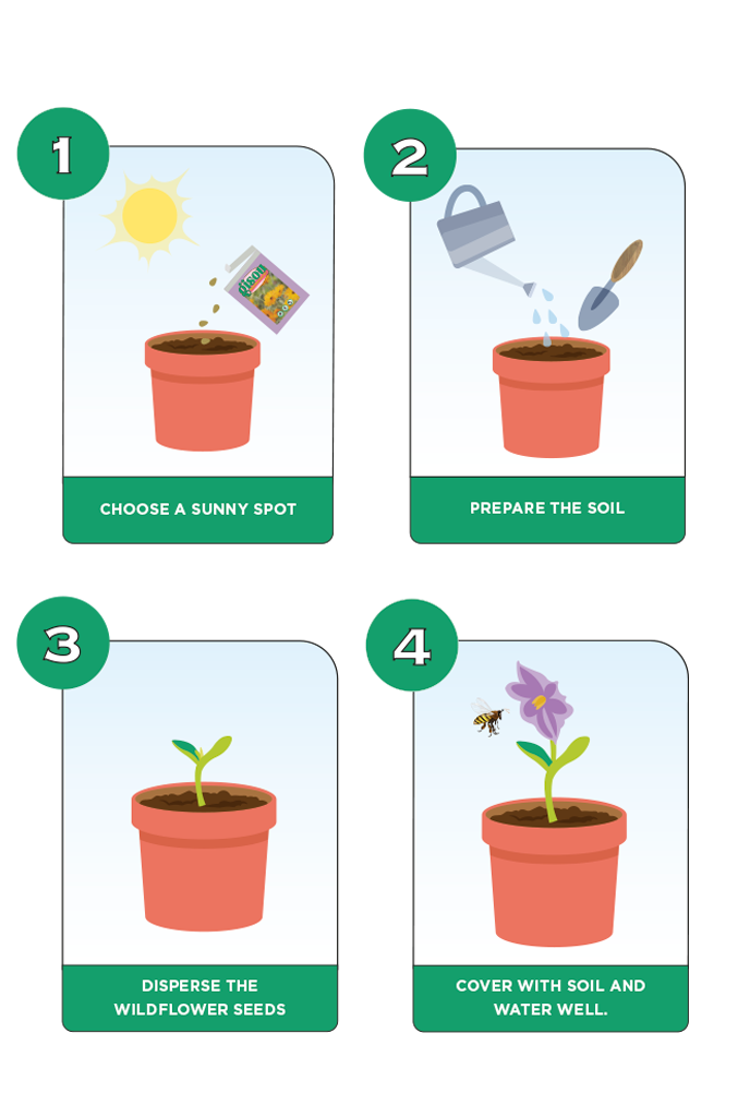 Diagram illustrating 4 steps on how to sow seeds