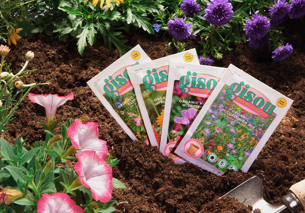 Packets of Gisou flower seeds sitting in soil