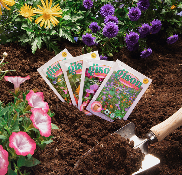 Packets of Gisou flower seeds sitting in soil